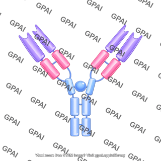 Antibody igm