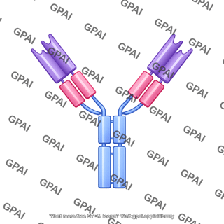 Antibody igg2 a editable