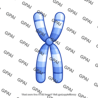 Human karyotype chromosome 17
