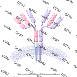 Antibody igm membrane bound