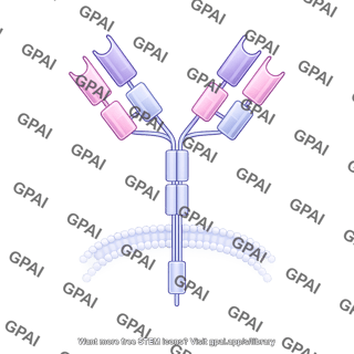 Antibody ige membrane bound editable