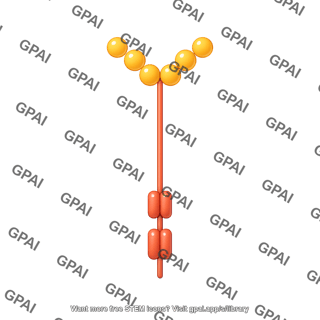 Stem cell factor receptor s kit