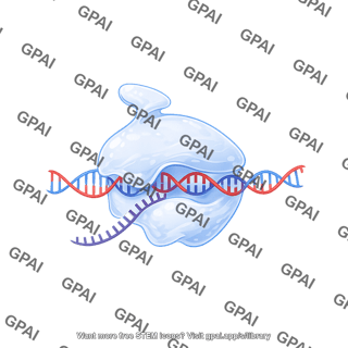 Rna polymerase i transcribing 2