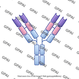Antibody iga editable