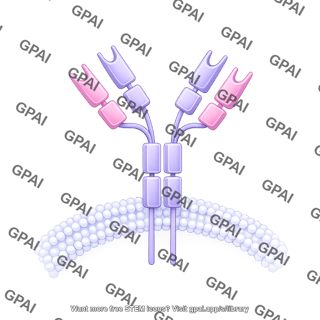 Antibody ige membrane bound