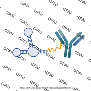 Aptamer antibody conjugate editable