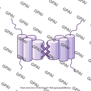 Glutamate cystine antiporter xct