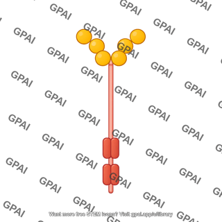 Stem cell factor receptor c kit