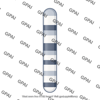 Mouse karyotype chromosome 14