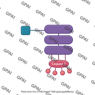 Inflammasome caspase 1