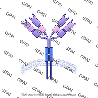 Antibody igg3 membrane bound editable