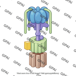 V atpase