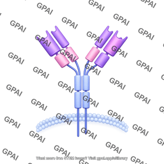 Antibody iga membrane bound