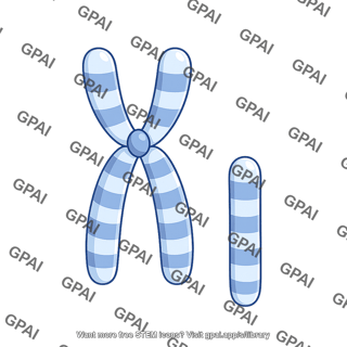 Human karyotype chromosome 14