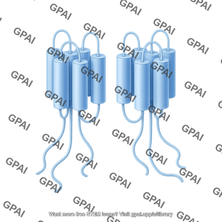 Adenylyl cyclase