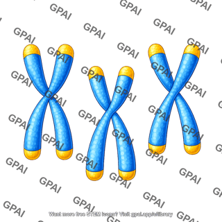 Chromosome with telomeres 3