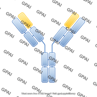 Antibody igg1 infliximab editable