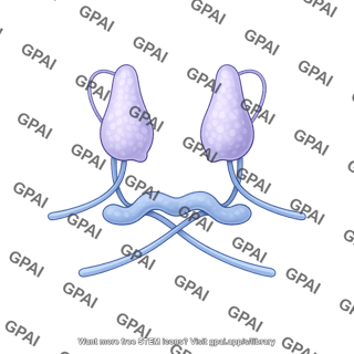 Tgf beta latent complex tgf beta 1
