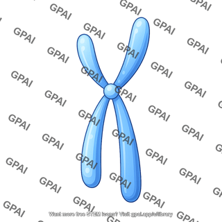 Smiple submetacentric chromosome