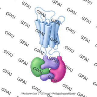 Gpcr folded with g protein