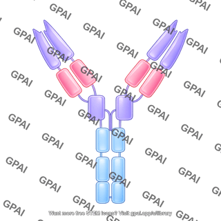 Antibody ige with domains