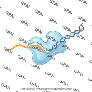Reverse transcriptase transcribing
