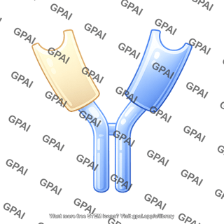 Antibody fragment hinge region curved without bonds