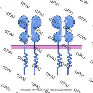 Nkg2d ligand mic