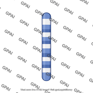 Mouse karyotype chromosome 18