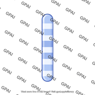 Mouse karyotype chromosome 19