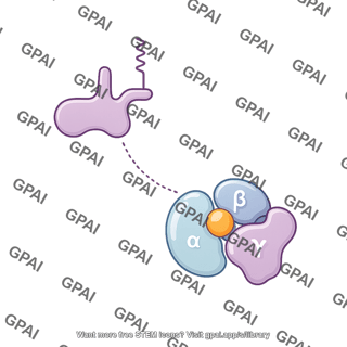 G protein heterotrimeric gamma 2