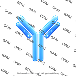 Antibody fluorescent