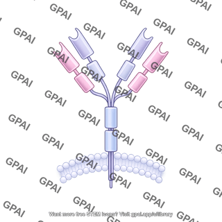Antibody membrane bound