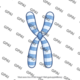 Human karyotype chromosome 11