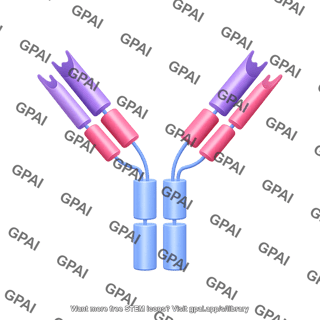 Antibody igg editable