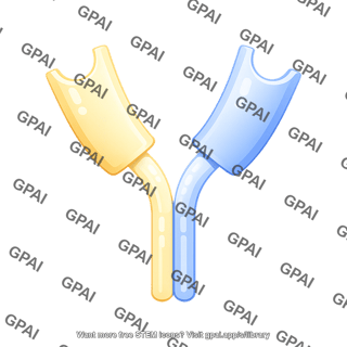 Antibody fragment hinge region without bonds