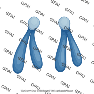 Chromatid acrocentric small 2