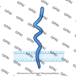 Tpo receptor active monomer