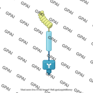 Brassinosteroid receptor bak1