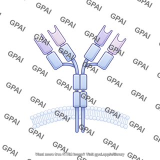 Antibody igg membrane bound editable