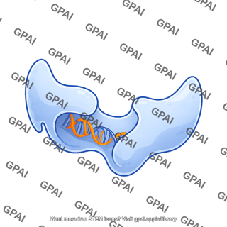 Rna polymerase ii bottom