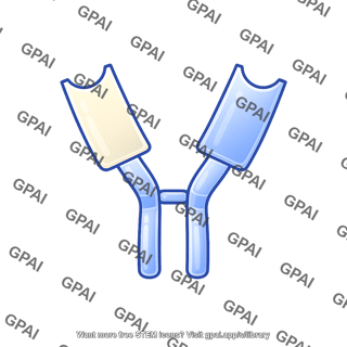 Antibody fragment hinge region curved