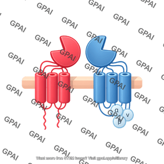 Gaba b receptor