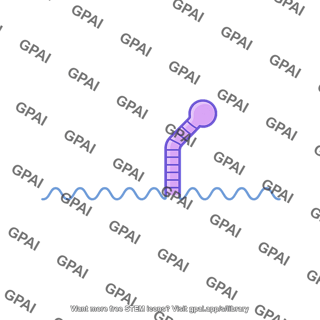 Pregenomic rna pgrna