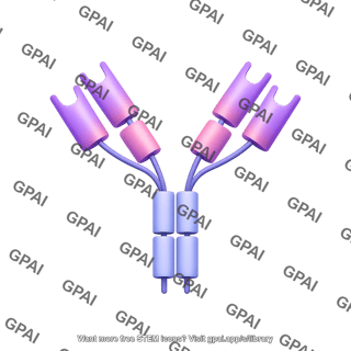 Antibody iga