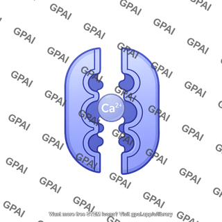 Na ca exchanger open with 1 ca2
