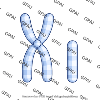 Human karyotype chromosome 22