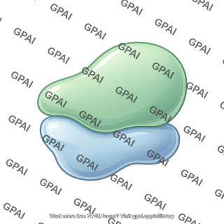 Ribosome