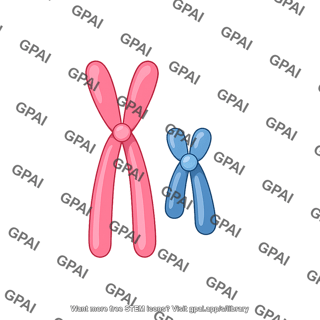 Xy chromosomes