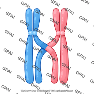 Chromosomes simple bivalent 2